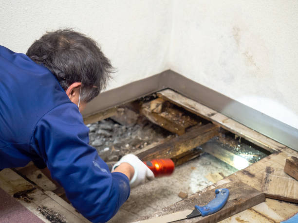 Best Attic Mold Removal  in Colfax, WI