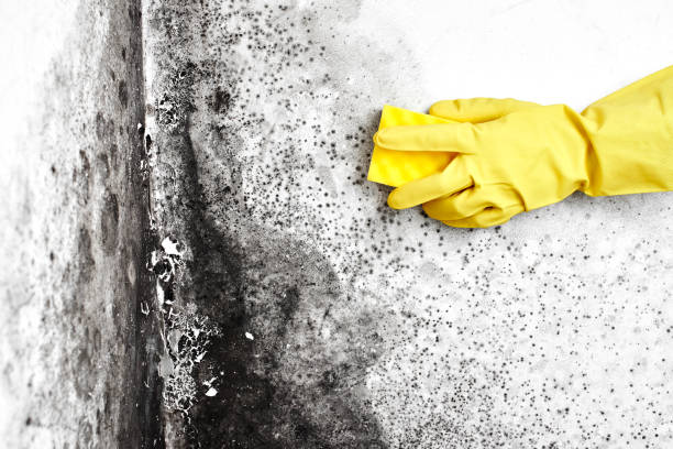 Best Professional Mold Removal  in Colfax, WI