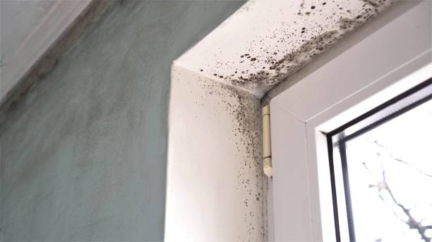 Best Commercial Mold Removal  in Colfax, WI