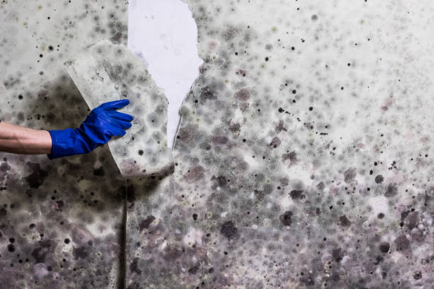 Certified Mold Removal in Colfax, WI