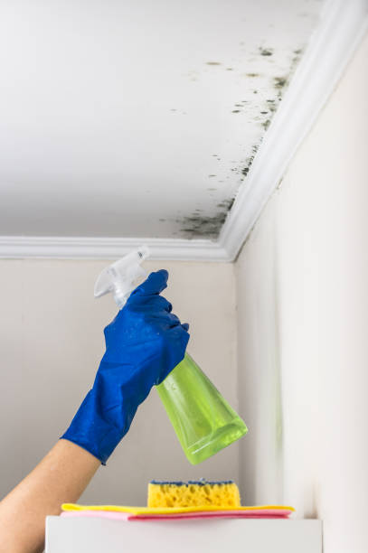 Best Mold Remediation  in Colfax, WI